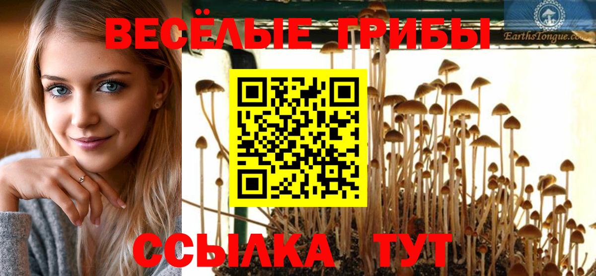 Михайловка  Галлюциногенные грибы Psilocybe  Вход с VPN 